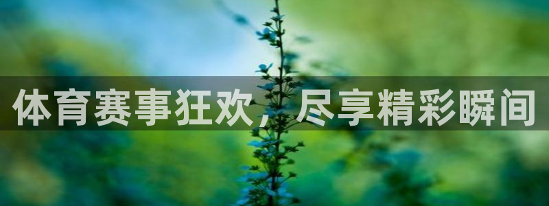 龙门直播体育赛事