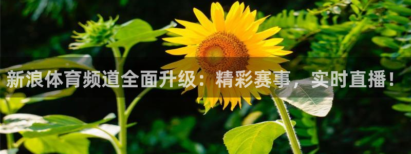 龙门直播足球赛免费